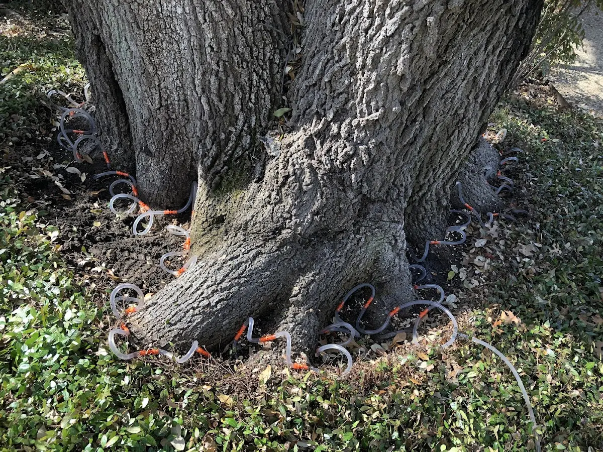 Detailed Shrub and Hedge Trimming job site in Burdine