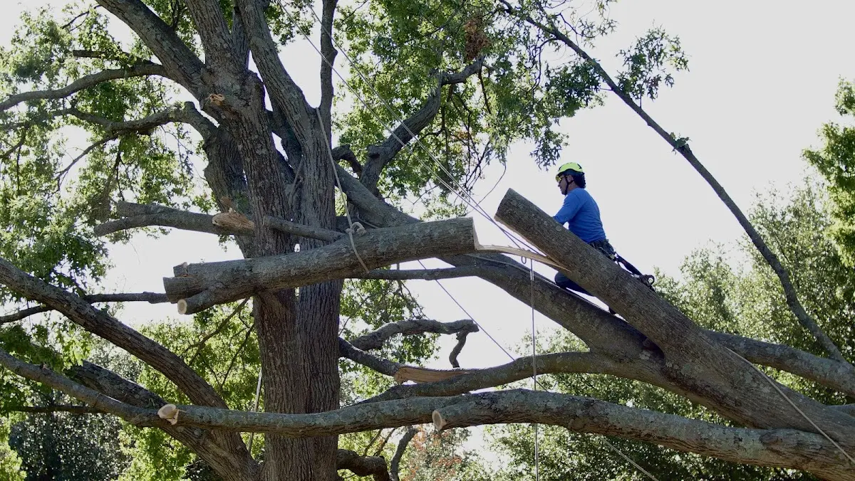 Professional Crown Thinning performed by certified arborists in Burdine